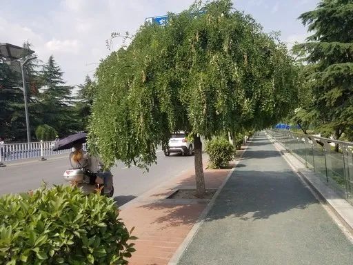 绿化树太茂盛妨碍行人通行，市民盼及时修剪优化