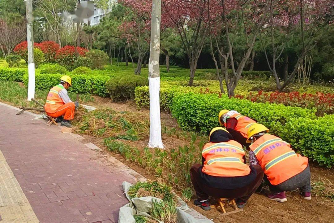 文明管养树标杆丨"植绿补绿"助力全国文明城市创建_绿化_