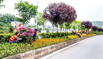 三角梅增花添色 城市绿化管理焕发新彩